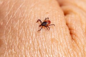 Gesundheitsnews Zeckenbiss Blog Abels Apotheken